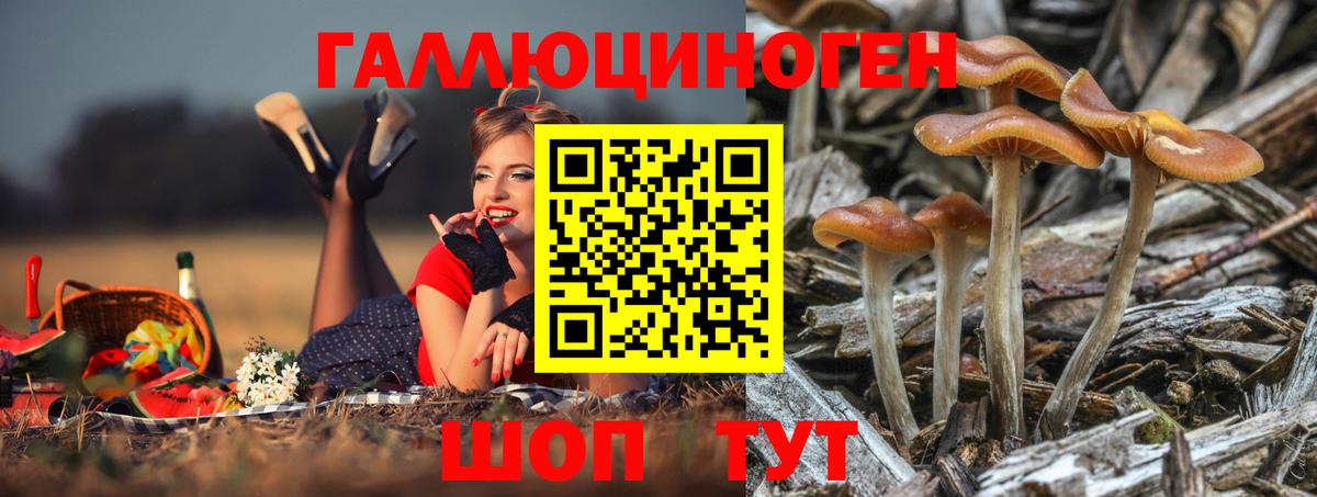 Галлюциногенные грибы Psilocybine cubensis  Псилоцибиновые грибы GOLDEN TEACHER  Вход с VPN  Рубцовск 